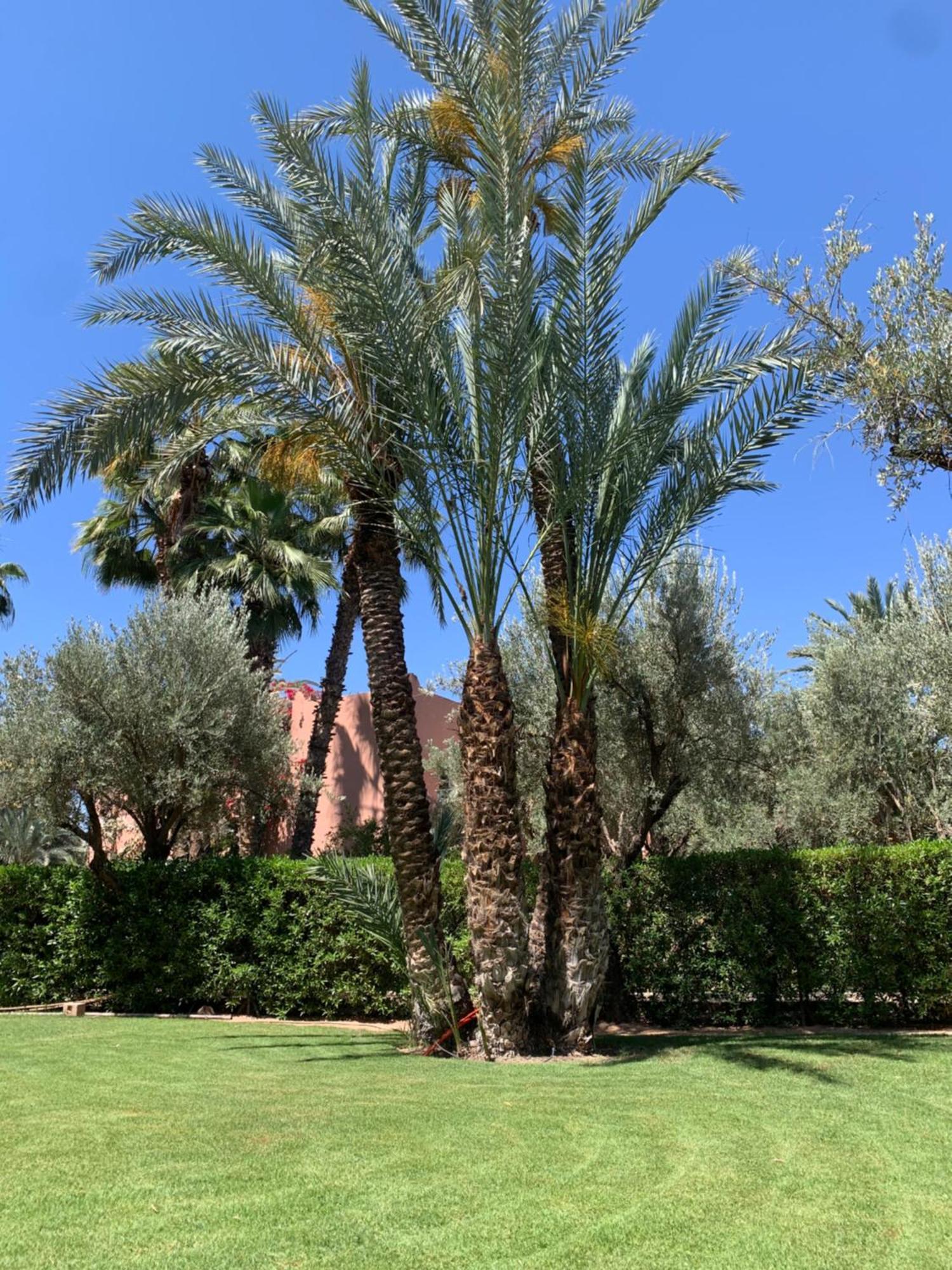 Villa Avec Piscine Privatisee A La Palmeraie Marrakesh Ngoại thất bức ảnh