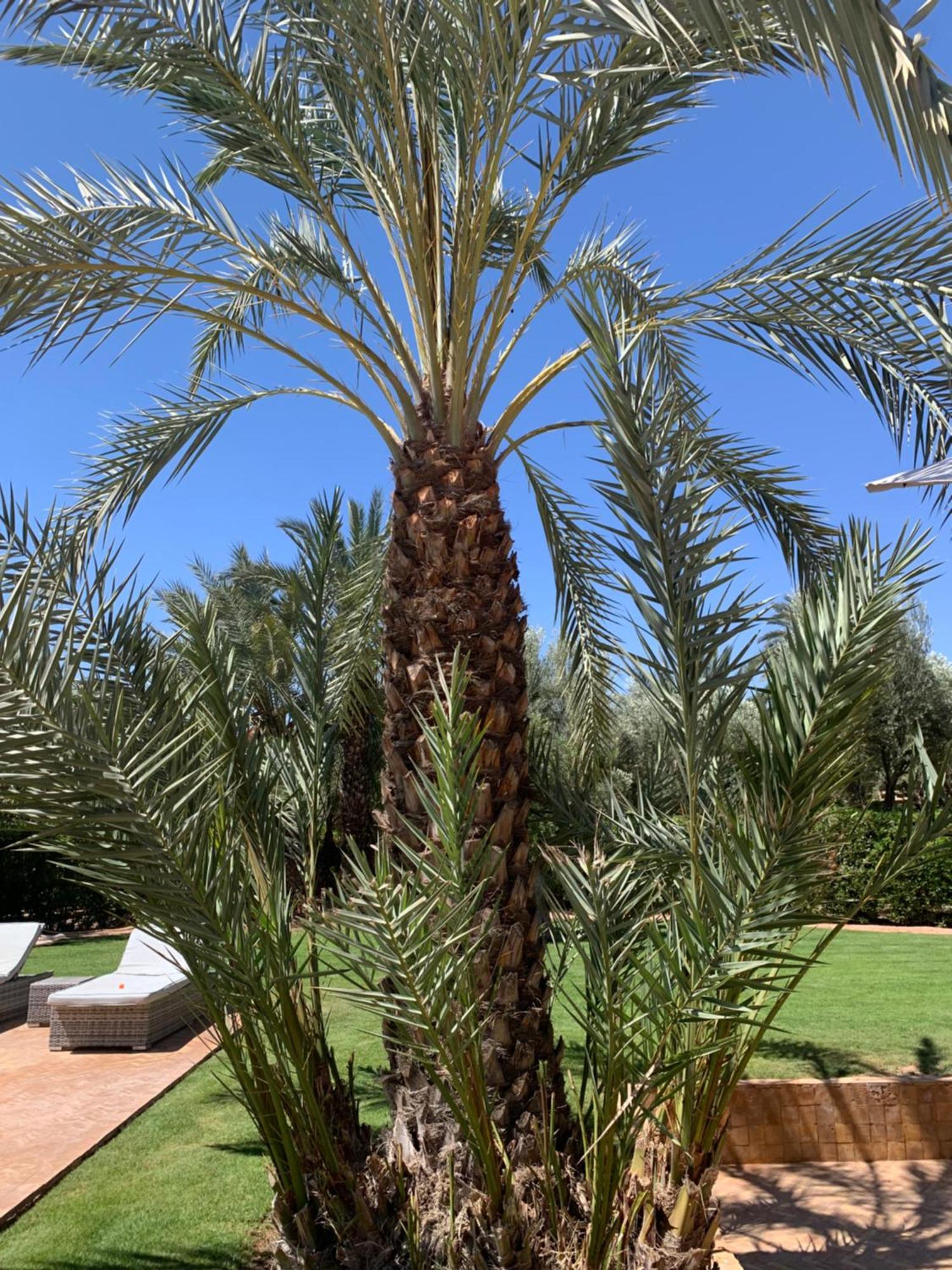 Villa Avec Piscine Privatisee A La Palmeraie Marrakesh Ngoại thất bức ảnh